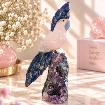 Mirabelle Parrot