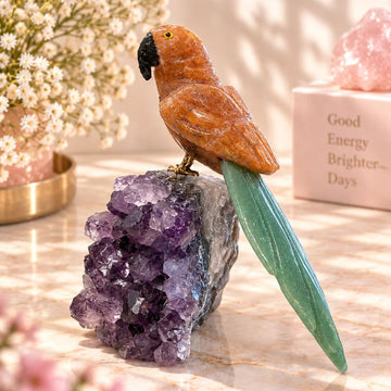 Solara Parrot