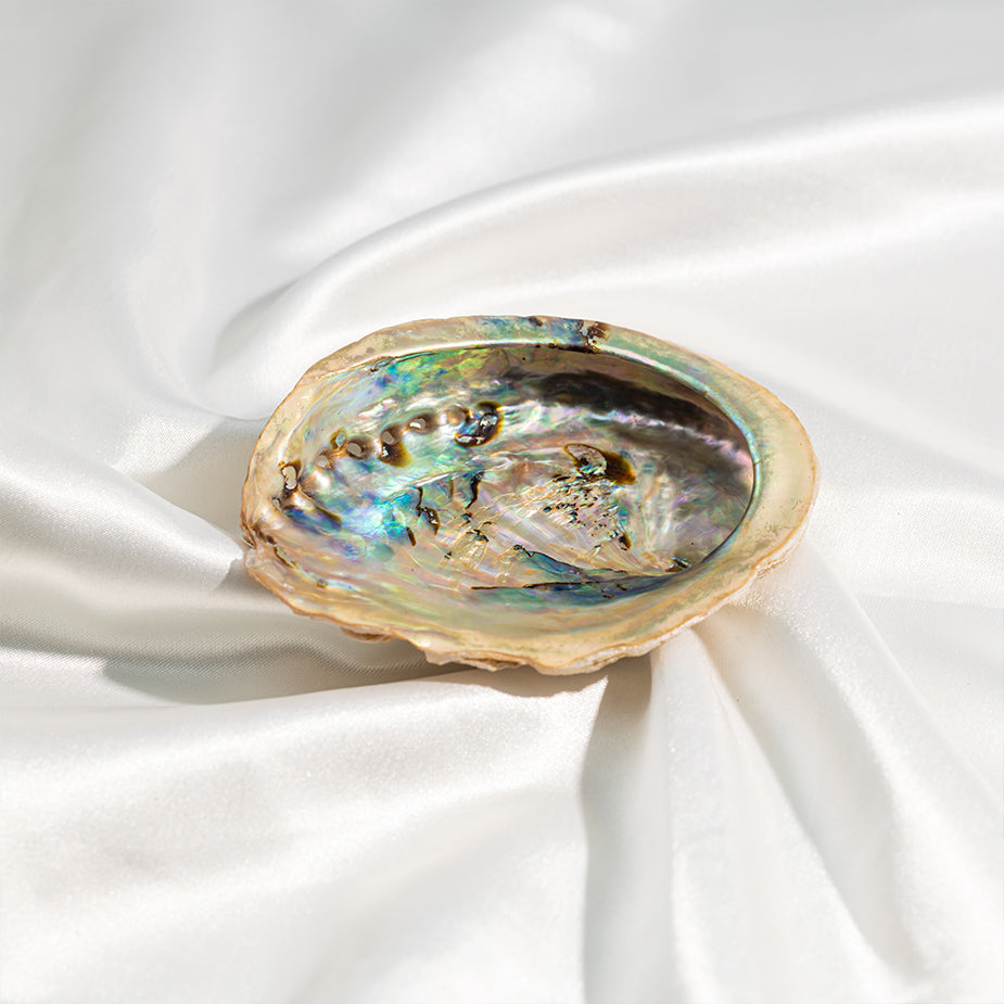 Abalone Shell