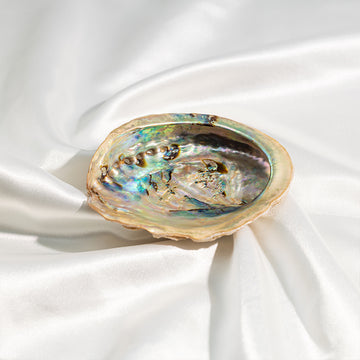 Abalone Shell