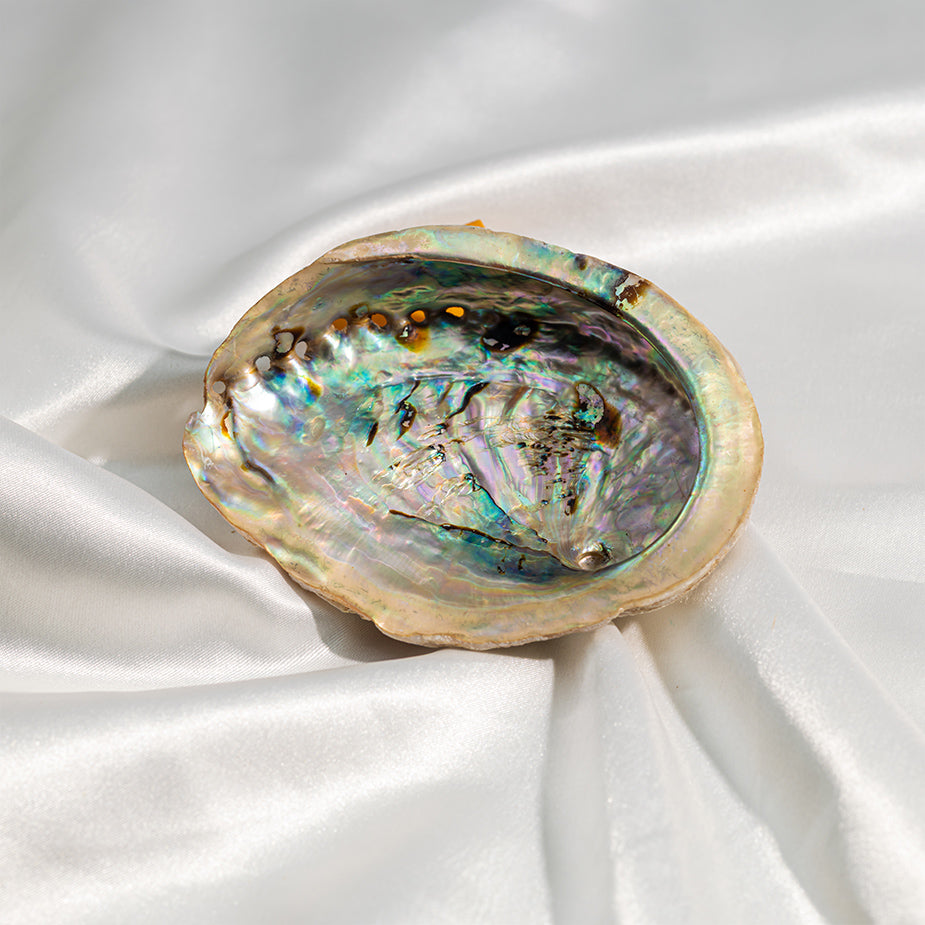 Abalone Shell
