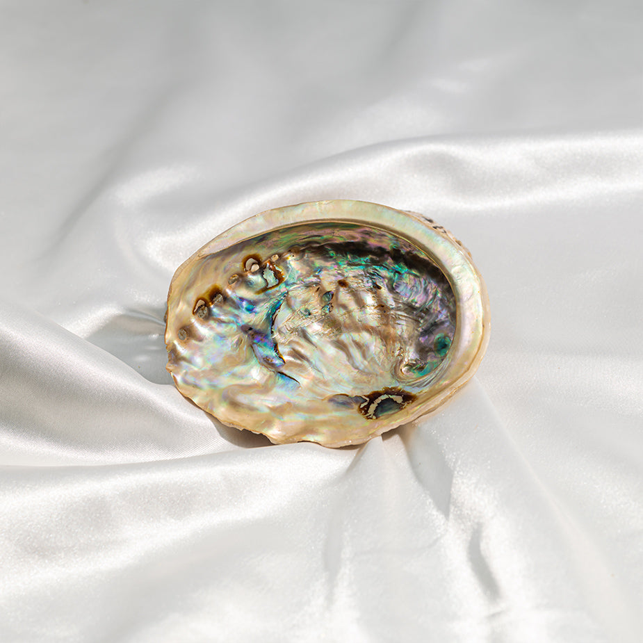 Abalone Shell