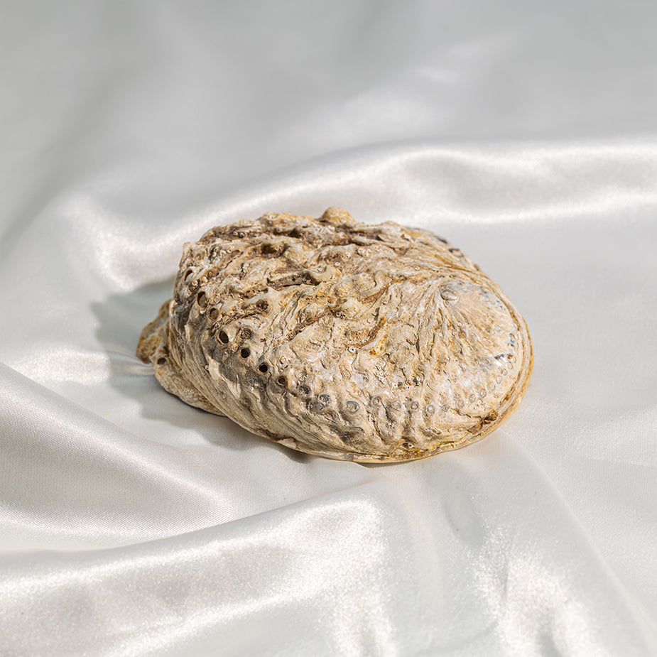 Abalone Shell
